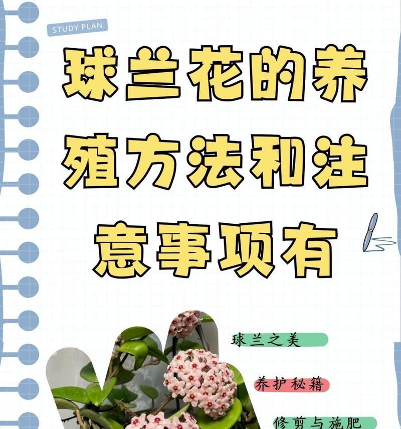 春季兰花的养殖方法是什么？