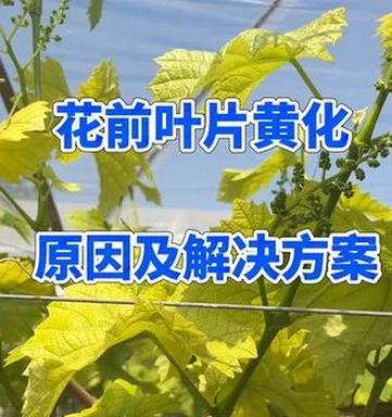 花卉叶片发黄的常见原因及解决方法是什么？
