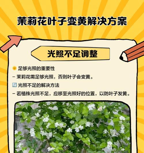 花卉叶片发黄的常见原因及解决方法是什么？