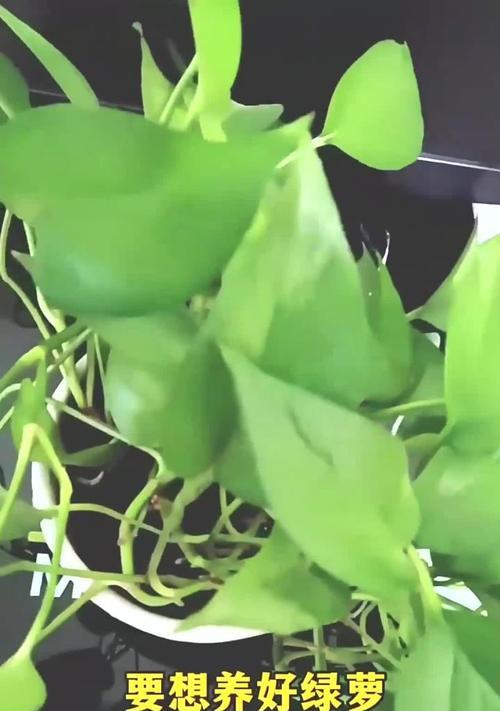 绿萝施肥的最佳时机是什么时候？如何进行绿萝施肥？