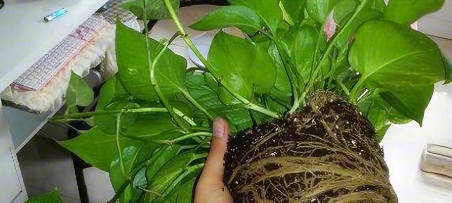 绿萝施肥的最佳时机是什么时候？如何进行绿萝施肥？