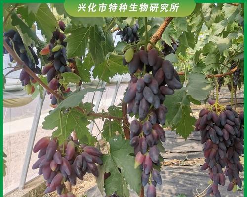 金手指的繁殖方法有哪些？