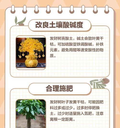 发财树叶子变黄该如何处理？