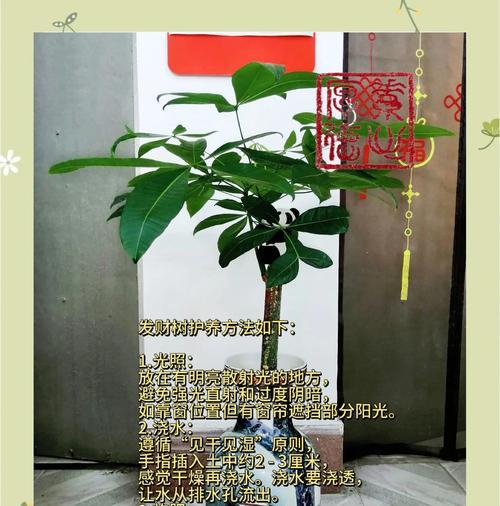 发财树叶子变黄该如何处理？