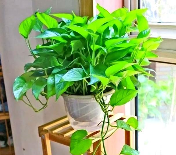哪些植物适合室内耐阴环境？室内耐阴植物有哪些？
