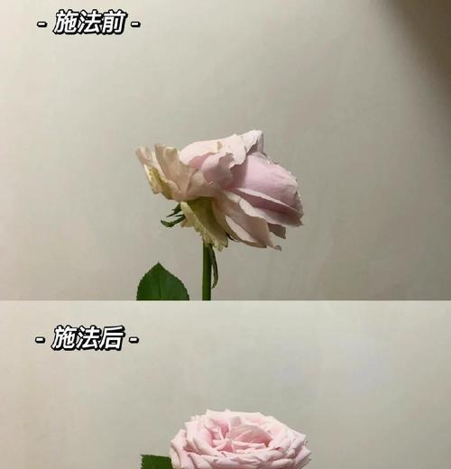 玫瑰鲜花的保鲜方法是什么？如何延长玫瑰鲜花的观赏期？
