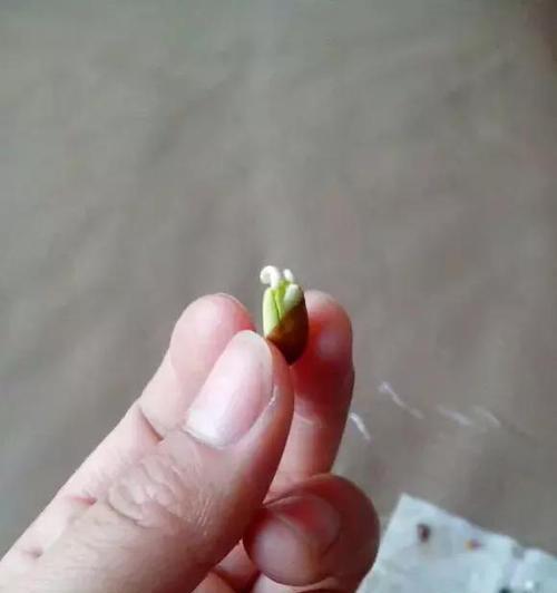 橙子籽种植方法是什么？如何确保高发芽率？