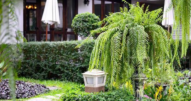 庭院里最适合种植哪些植物？