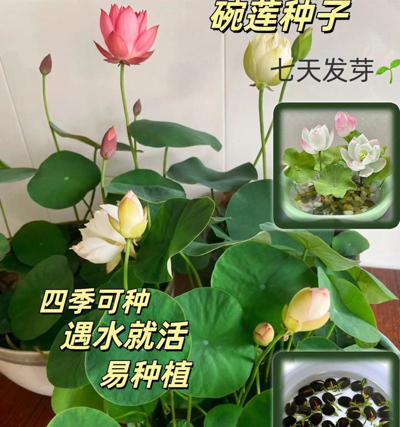 碗莲叶子发黄怎么办？碗莲叶子发黄的解决方法有哪些？