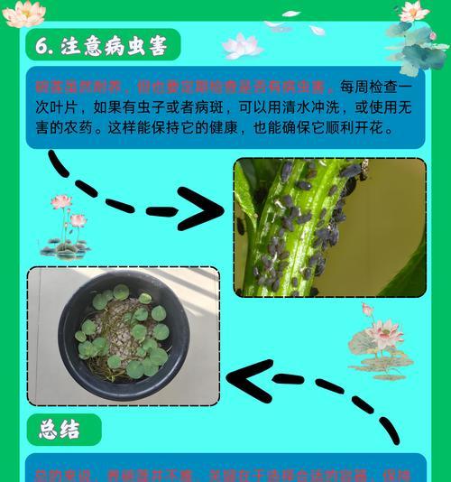 碗莲叶子发黄怎么办？碗莲叶子发黄的解决方法有哪些？