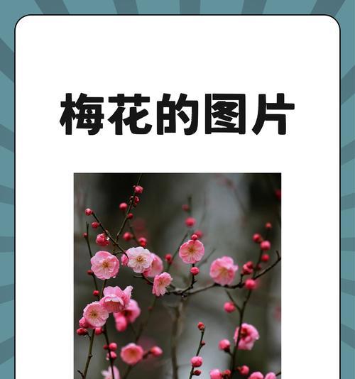 梅花的形态特征有哪些？