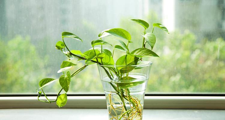 绿箩水培的正确方法是什么？