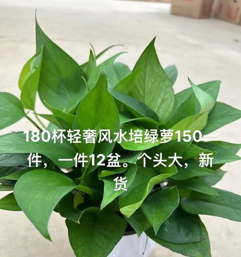 绿箩水培的正确方法是什么？