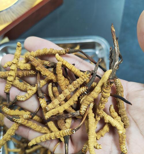 冬虫夏草的养殖过程是怎样的？有哪些关键点？