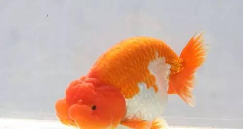 月光寿的养殖方法有哪些？