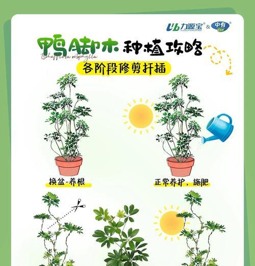 鸭脚木叶子脱落的原因是什么？如何防止？