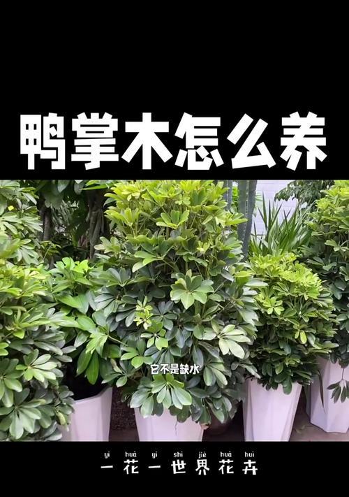 鸭脚木叶子脱落的原因是什么？如何防止？
