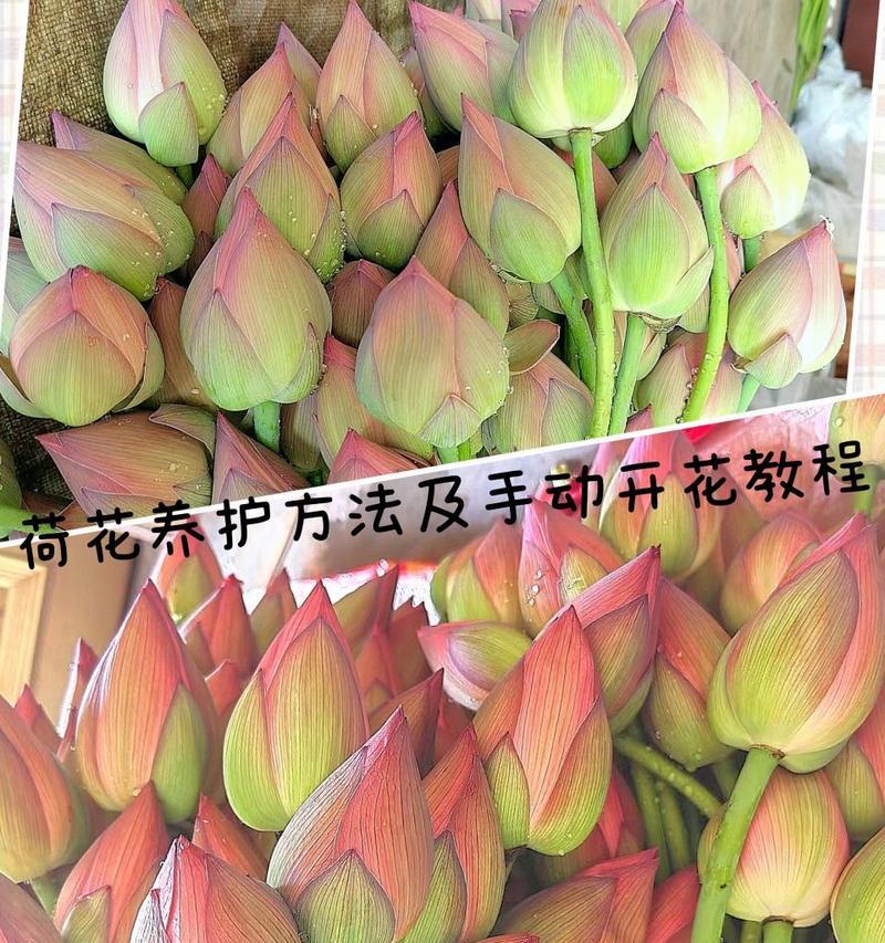 家庭中莲花的养殖方法和注意事项？