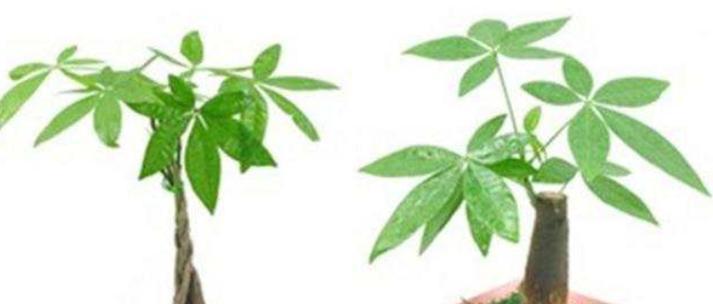 发财树繁殖的正确方式是什么？