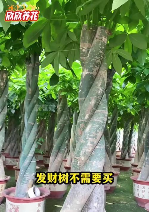 发财树繁殖的正确方式是什么？