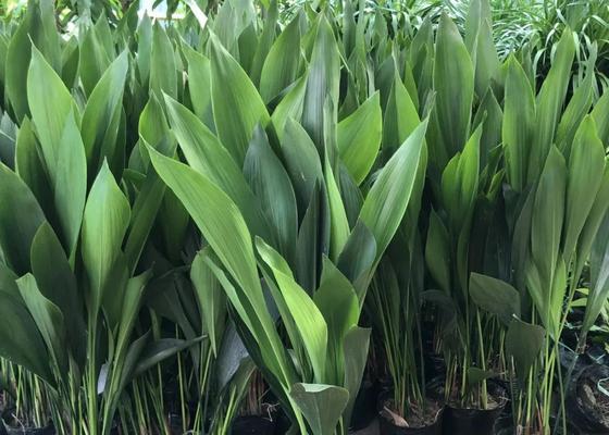 常见的观叶植物有哪些？它们对室内环境有何影响？
