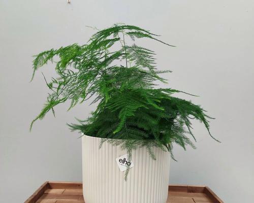 常见的观叶植物有哪些？它们对室内环境有何影响？