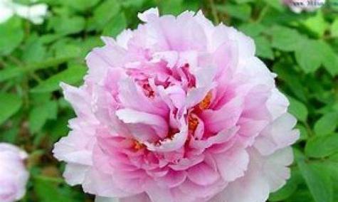 十大名花有哪些？它们各自代表的含义是什么？