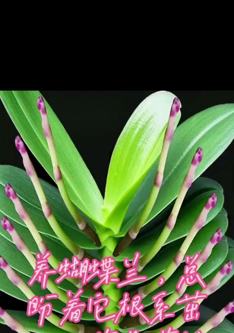 蝴蝶兰种植的成功秘诀是什么？