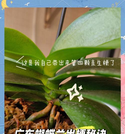 蝴蝶兰种植的成功秘诀是什么？