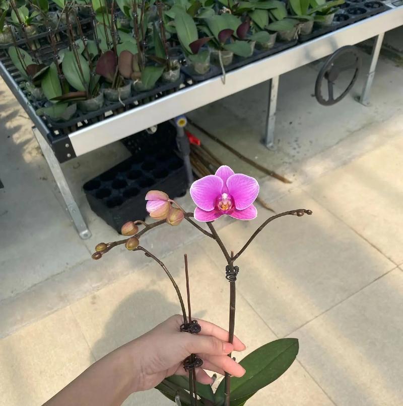 蝴蝶兰种植的成功秘诀是什么？