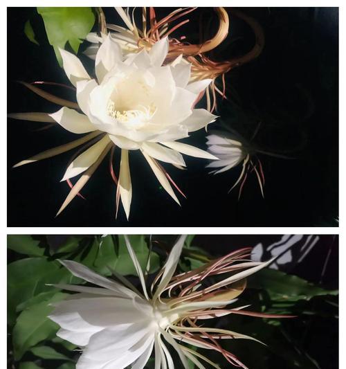 昙花的花语有哪些含义？它象征着什么？