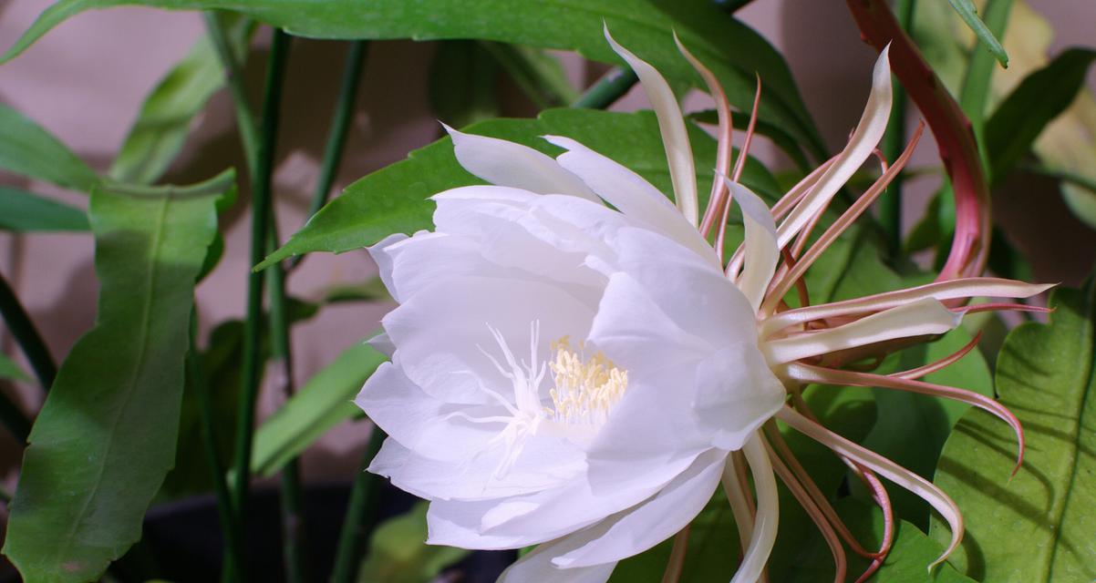 昙花的花语有哪些含义？它象征着什么？