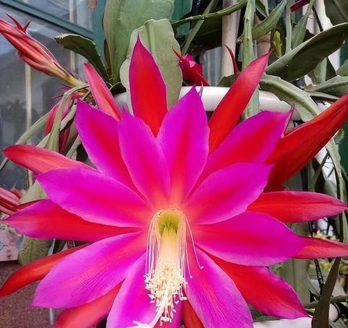昙花的花语有哪些含义？它象征着什么？