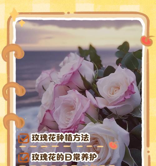 新鲜玫瑰花的保存和养护技巧？