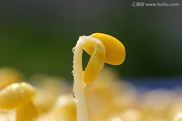 银芽是什么植物？银芽的特性与用途是什么？