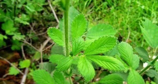 银芽是什么植物？银芽的特性与用途是什么？