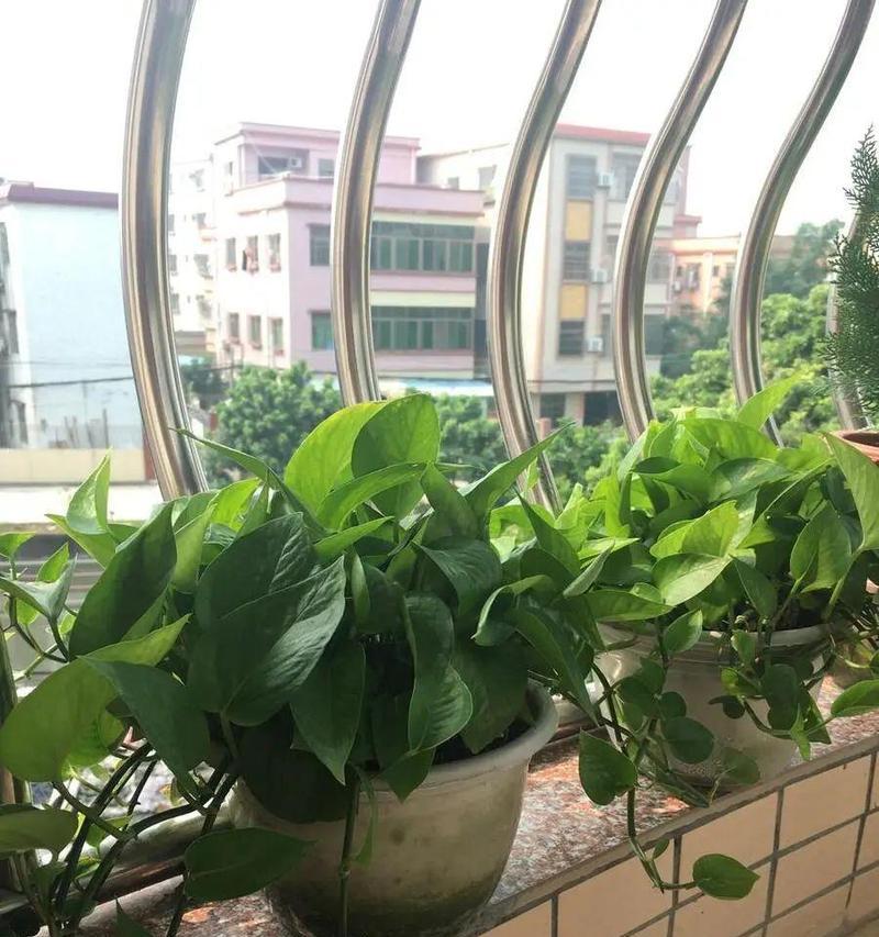 绿萝如何养护才能垂得更长？有哪些技巧？