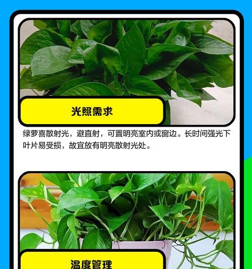 绿萝如何养护才能垂得更长？有哪些技巧？