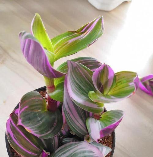 哪些木本植物喜阴？喜阴植物的室内摆放与养护技巧？