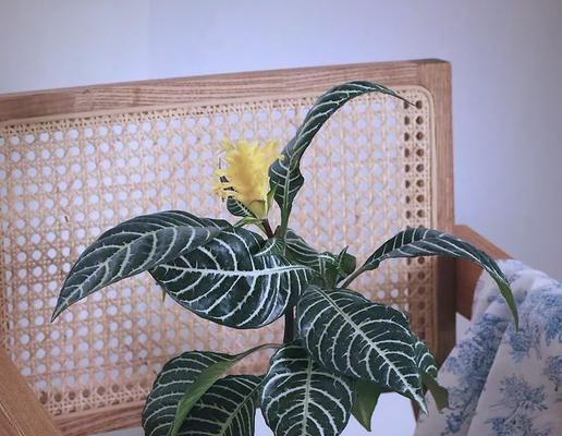 哪些木本植物喜阴？喜阴植物的室内摆放与养护技巧？