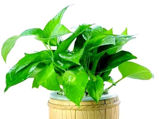哪些木本植物喜阴？喜阴植物的室内摆放与养护技巧？