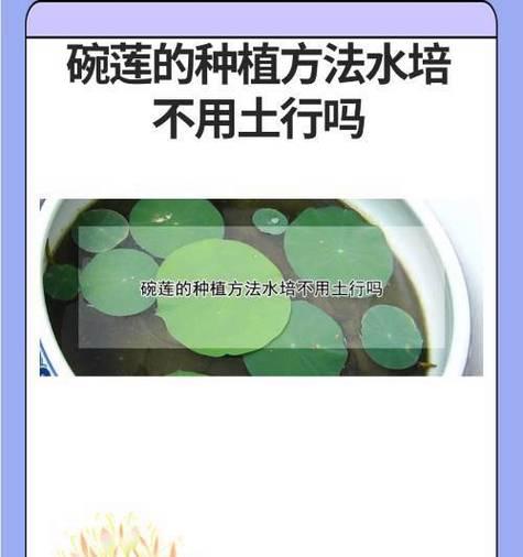 碗莲种植步骤和注意事项是什么？