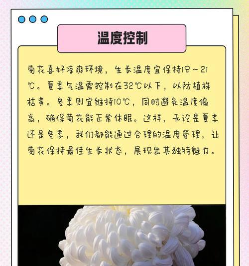 菊花的养殖方法和注意事项是什么？