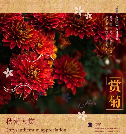 菊花的养殖方法和注意事项是什么？