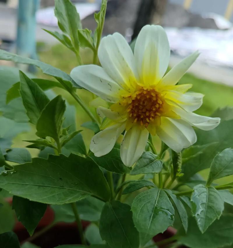 小丽花的养殖技巧和注意事项是什么？