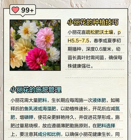 小丽花的养殖技巧和注意事项是什么？