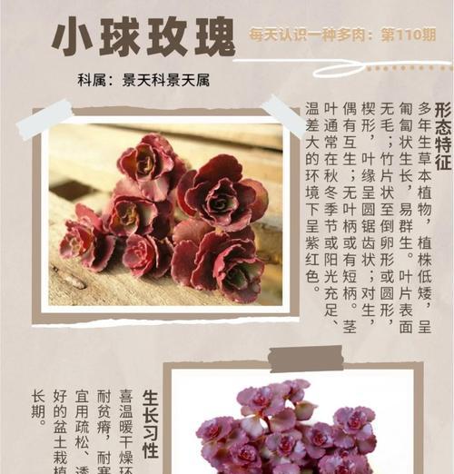 小球玫瑰锦怎么养？小球玫瑰锦的养殖方法是什么？