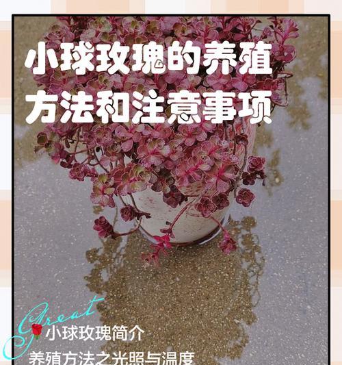 小球玫瑰锦怎么养？小球玫瑰锦的养殖方法是什么？