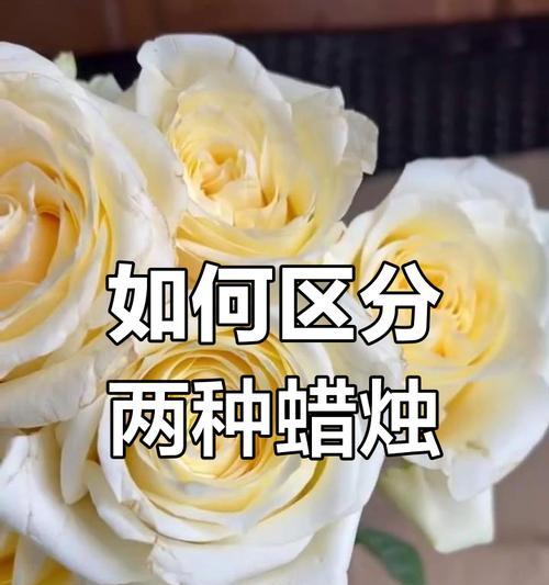 切花玫瑰与普通玫瑰有何不同？