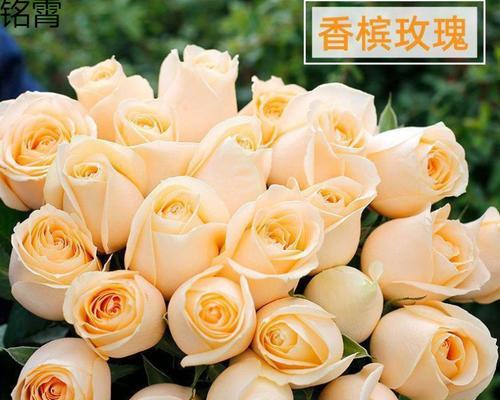 切花玫瑰与普通玫瑰有何不同？